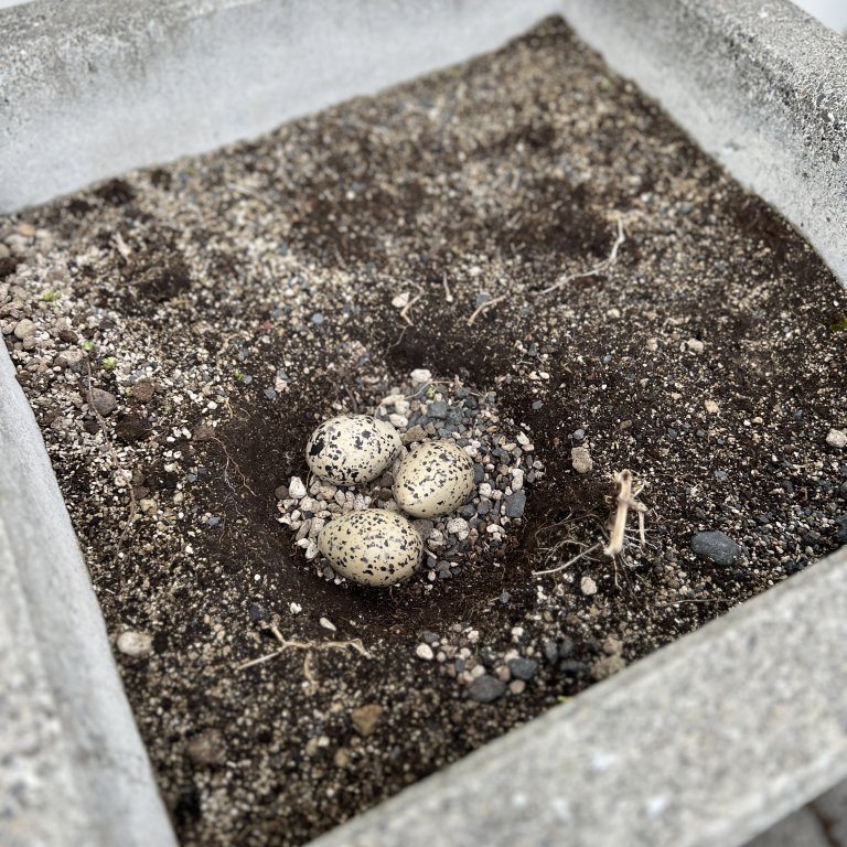 20240528_150803512_ios