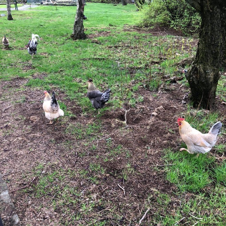 100658672_2404446126513873_478707266581692416_n