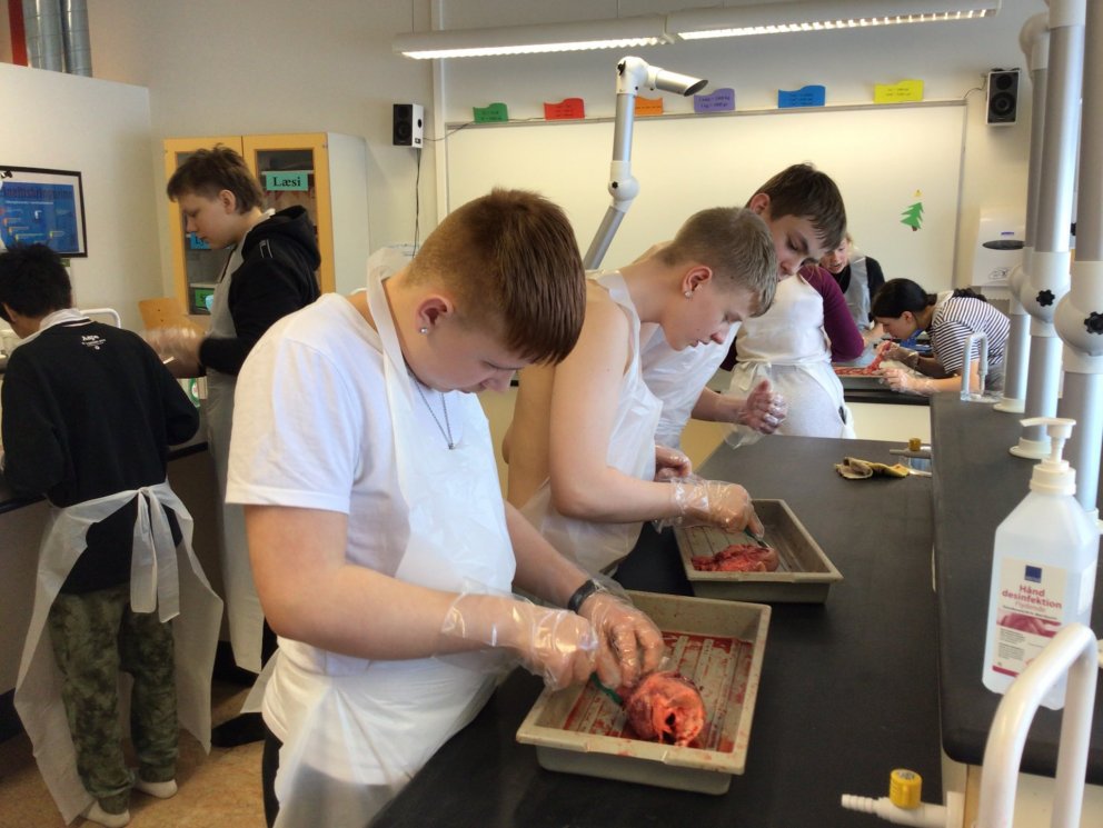 Unglingar að kryfja