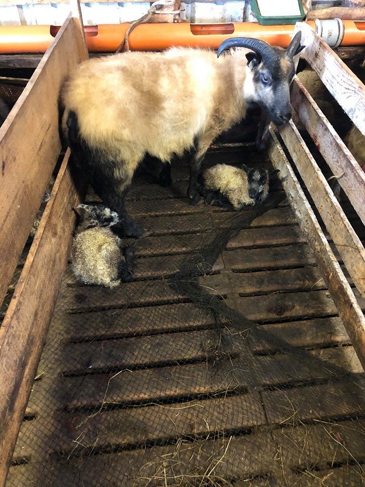 Ferð í fjárhúsin hjá Jóni bónda