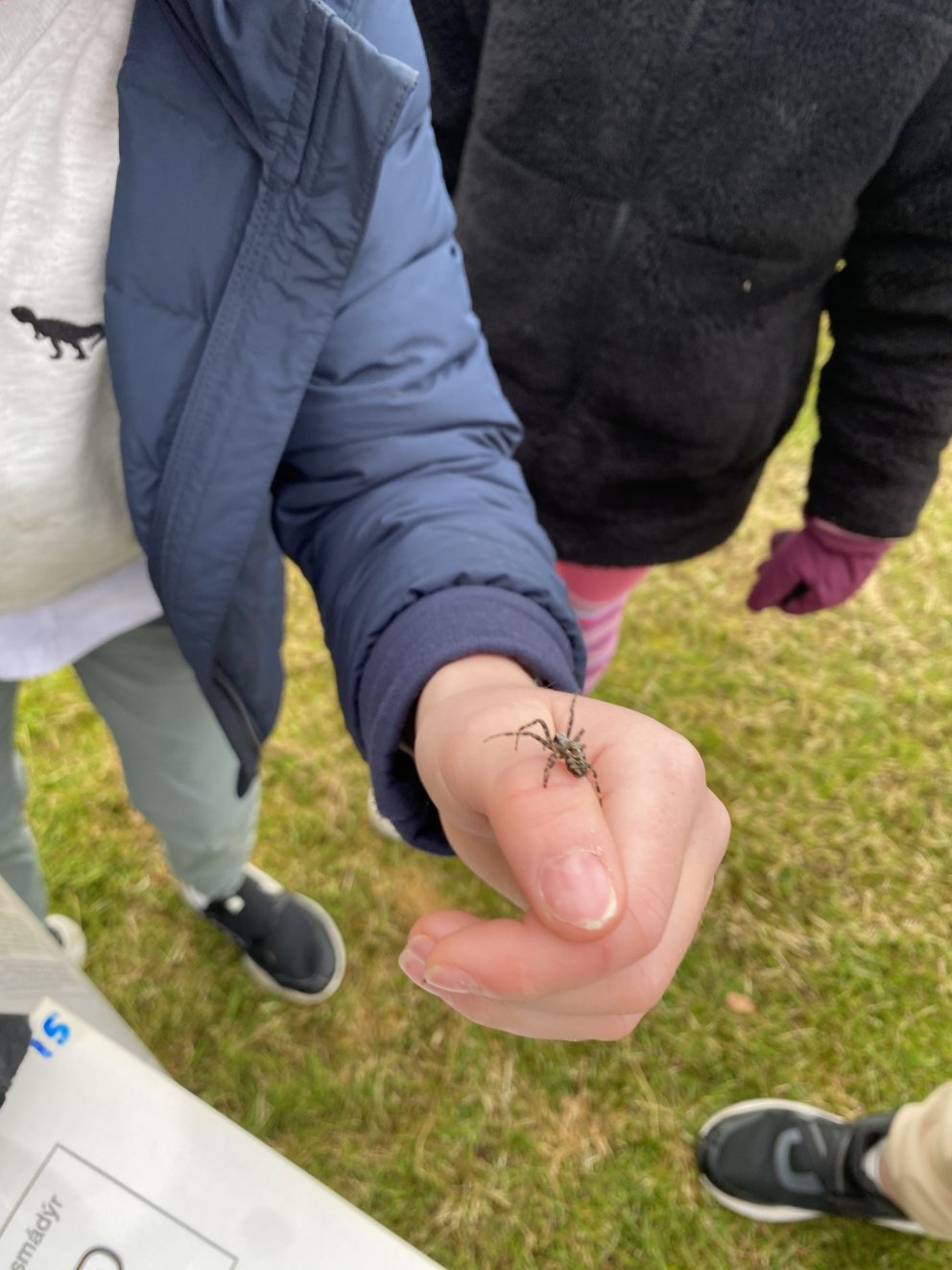 Byrjendalæsi - Köngulær