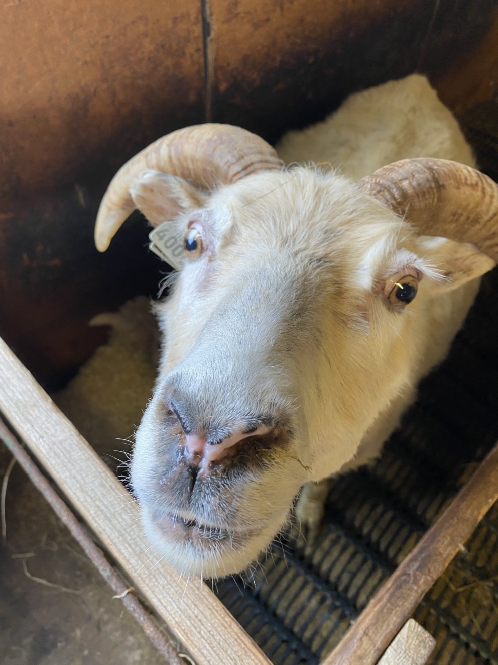 2. bekkur heimsótti fjárhúsin