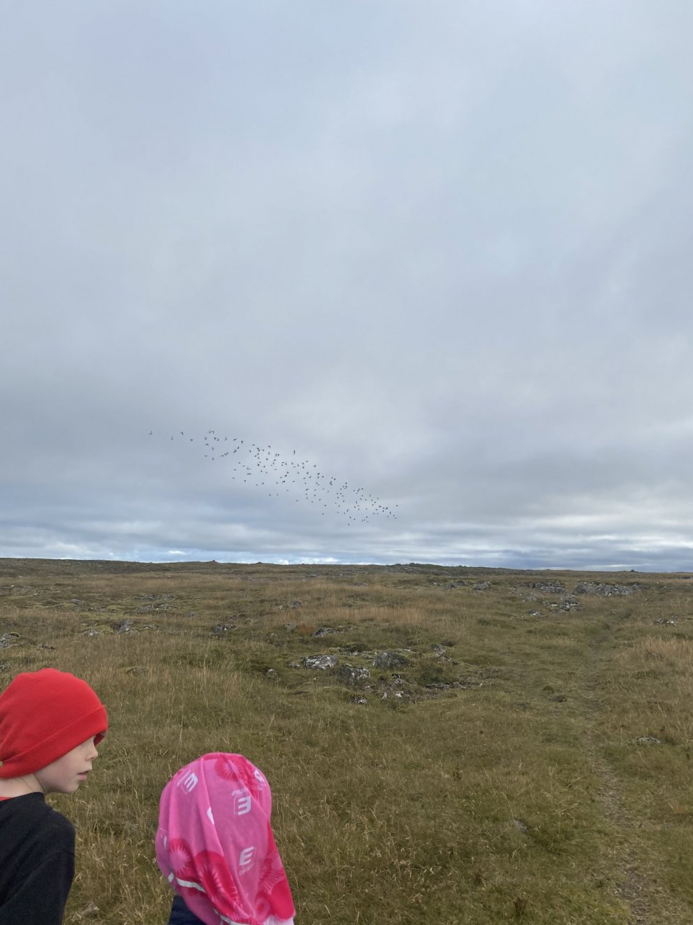 Lóan í æfingaflugi