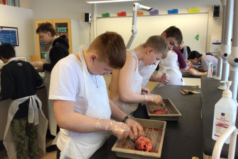 Unglingar að kryfja