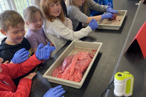 Krufning í náttúrufræði