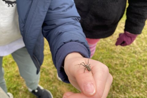 Byrjendalæsi - Köngulær